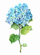 © 1purple - Hydrangea blue illustration flower watercolor. Isolated flower of hydrangea.