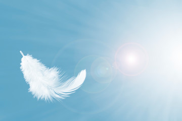 Wall Mural - white feather float in the air.
