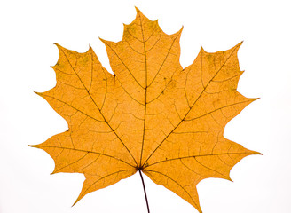 dry autumn maple leaf on white background