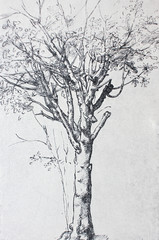 Wall Mural - The drawing of a tree in the vintage book Leonardo da Vinci by A.L. Volynskiy, St. Petersburg, 1899