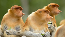 Proboscis Monkey (Nasalis Larvatus) Or Long-nosed Monkey, Known As The Bekantan In Indonesia, Is A Reddish-brown Arboreal Old World Monkey With An Unusually Large Nose. It Is Endemic To Borneo