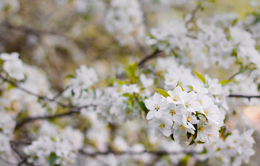 Wall Mural - white apple flowers on a branch. apple flowers background	