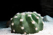 cactus Echinopsis subdenudata on white sand on black background