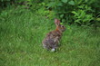 © Michael - Eastern Cottontail (Sylvilagus Floridanus) Rabbit in the Wild