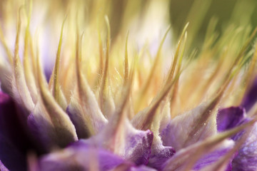 Wall Mural - Pink spring close-up flower