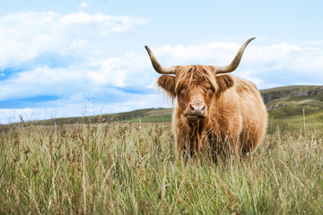 Wall Mural - cow of highland in Scotland