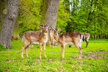 Deers on territory of medieval castle Blatna in spring time, Czech Republic