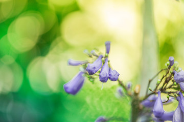 Wall Mural - Jacaranda obtusifolia ; Beautiful purple bud flowers and blossom in tropical garden.Colourful jacaranda tree and green leaf with natureal background.selective focus