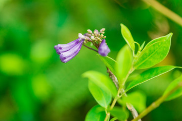 Wall Mural - Jacaranda obtusifolia ; Beautiful purple bud flowers and blossom in tropical garden.Colourful jacaranda tree and green leaf with natureal background.selective focus