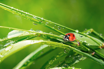 Ladybug on grass in summer in the field close-up