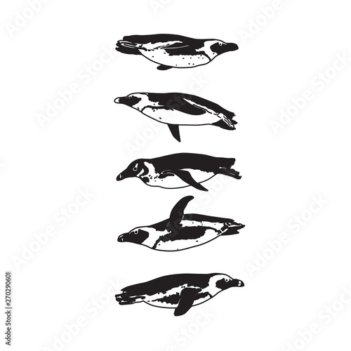 pix How To Draw A Penguin Swimming Easy https stock adobe com images drawing swimming penguin silhouettes black and white isolated penguins birds 270290601 start checkout 1 content id 270290601