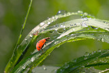 Fototapeta Mapy - Ladybug on grass in summer in the field close-up