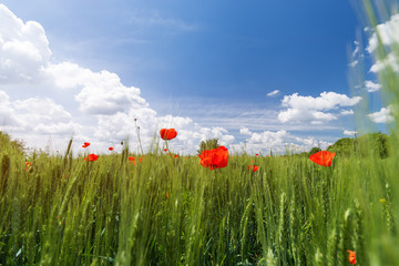 bright day red poppies on green field / wild flowers natural beauty