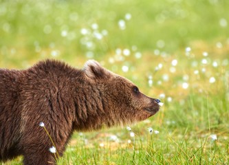 brown bear smelling flower on a finnish swamp in eastern finland on summer evening.