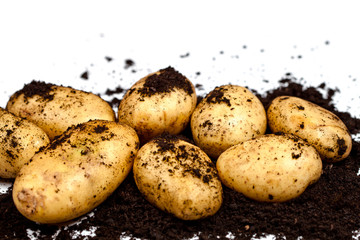 Wall Mural - Newly harvested potatoes and soil closeup on white background.