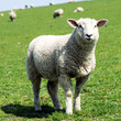 Schaf guckt in die Kamera, Deichpflege in Nord- und Ostfriesland 