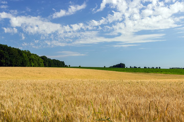 Wall Mural - Agriculture Wheat crop field summer landscape