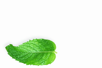 fresh  mint leaves mentha leaves herb isolated  in white background