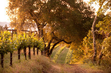 Sunrise In The Vineyards, Napa Valley