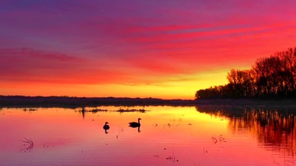 Wall Mural - Two geese float in wetland's tranquil waters, reflecting colorful twilight sky.
