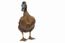 Brown Khaki Campbell Duck On A White Background.