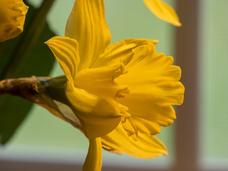 Wall Mural - close up of bright yellow daffodils in full bloom in spring