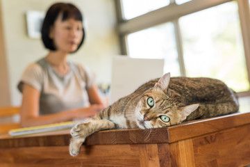 Poster - working at home with her cat