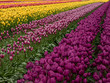 © Taya - Dark purple tulips with other colors lined up in the background