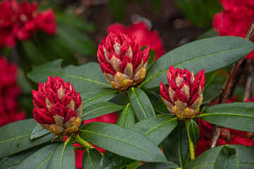 Wall Mural - bright red rhododendron blooms with water drops and buds