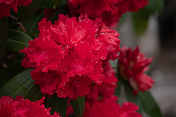 Poster - bright red rhododendron blooms with water drops