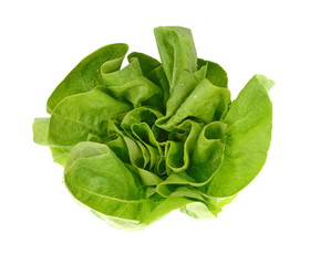 Poster - Fresh green salad isolated on white background. Food background with drops of water. Fresh butterhead salad. Green butter lettuce vegetable or salad on white surface. 