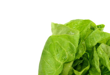 Poster - Fresh green salad isolated on white background. Food background with drops of water. Fresh butterhead salad. Green butter lettuce vegetable or salad on white surface. 