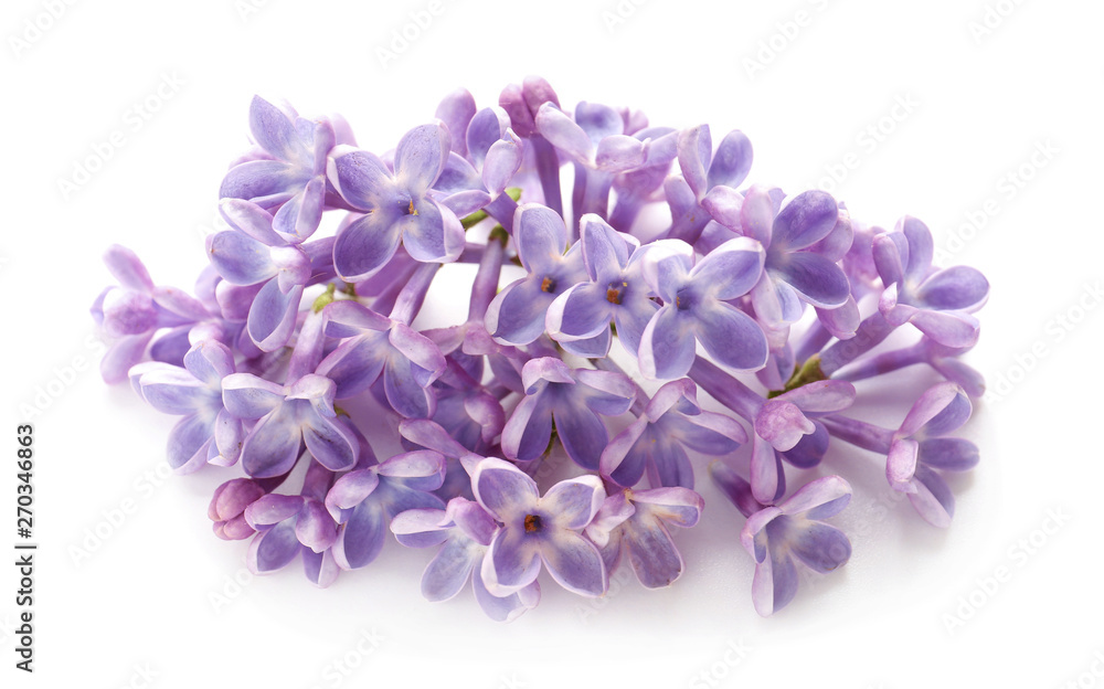 Beautiful lilac flowers on white background