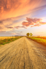 Wall Mural - Rural dirt road and yellow wheat field  natural landscape