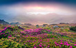 © Andrew Mayovskyy - Colorful summer sunrise with fields of blooming rhododendron flowers. Splendid outdoors scene in the Carpathian mountains, Ukraine, Europe. Beauty of nature concept background.