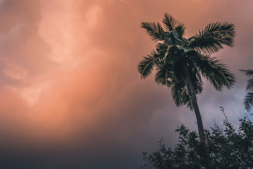 Wall Mural - coconut palm tree at sunset