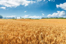 Yellow Wheat Field And Blue Sky