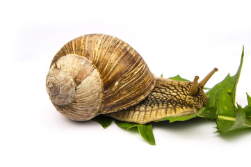 snail with green leaf isolated on white