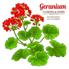 Canvas Print - geranium plant illustration