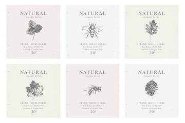 Set of customizable vintage label of Natural organic herbal products.