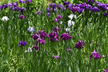 Poster - Japanese iris is blooming in the iris garden.