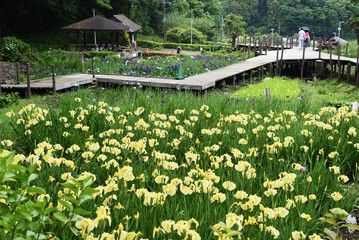 Wall Mural - Japanese iris is blooming in the iris garden.