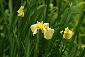 Canvas Print - Japanese iris is blooming in the iris garden.