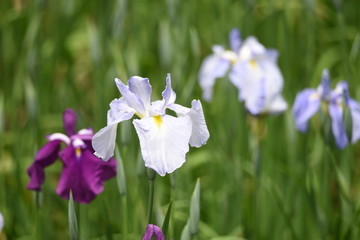 Sticker - Japanese iris is blooming in the iris garden.