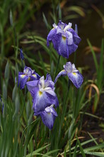 Japanese Iris Is Blooming In The Iris Garden.
