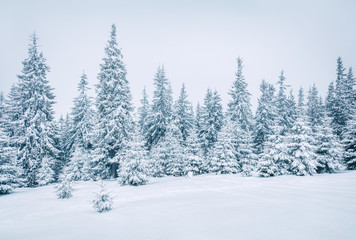 Bright winter morning in mountain forest with snow covered fir trees. Splendid outdoor scene, Happy New Year celebration concept. Artistic style post processed photo.