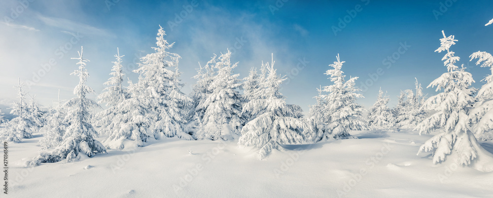 Fabulous winter panorama of mountain forest with snow covered fir trees. Colorful outdoor scene, Happy New Year celebration concept. Beauty of nature concept background. - obrazy, fototapety, plakaty 