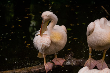 14.05.2019. Berlin, Germany. Zoo Tiagarden. Pack of pelicans sit near a pond and dry the feathers after a rain. Gray and pink big birds.