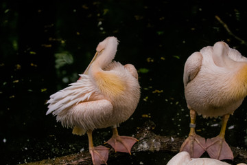 14.05.2019. Berlin, Germany. Zoo Tiagarden. Pack of pelicans sit near a pond and dry the feathers after a rain. Gray and pink big birds.