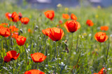 Fototapeta Maki - Wild red poppies in the field. Selective focus. Beauty, spring, morning. Drugs, opium, opium poppy, drug control.